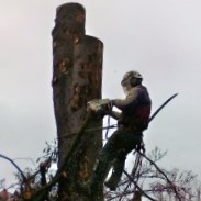 Кронирование деревьев в Москве и Подмосковье
